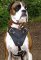 Boxer H1 Agitation / Protection / Attack Leather Dog Harness