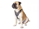 Designer Studded Leather Dog Harness for Royal Walking and Training