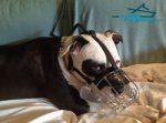 Metal Wire Basket Muzzle with Felt Padded Nose