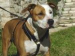 Agitation Leather Dog Harness Padded_15