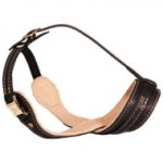 Beautiful Shepherd/Malinois cross is super stylish in Royal Nappa Leather Dog Muzzle - product code M88_1