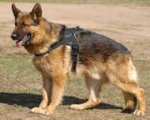 German Shepherd Nylon Harness for Working Dogs