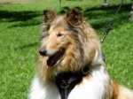 Agitation Leather Dog Harness Padded_48
