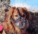 Hunter wearing our exclusive Basket Wire Dog Muzzle Light - M4light