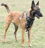 Attack Training Leather Dog Harness for Belgian Malinois