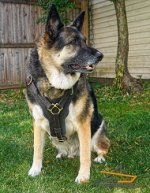 Confident Nicky German Shepherd Wearing Padded Leather Harness