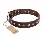 “Rare Flower” FDT Artisan Brown Leather Dog Collar Adorned with Old-look Hemisphere Studs - 1 1/2 inch (40 mm) wide