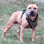 Spiked Dog Harness for Amstaff-American Staffordshire Terrier