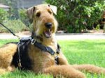 Great looking Airedale Terrier wearing our Luxury handcrafted leather dog harness H7