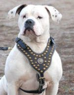 Royal Dog Harness-Exclusive Design Studded Leather Harness-American Bulldog