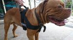 Security Dogue De Bordeaux Demonstrates Nylon Harness for Professional Use