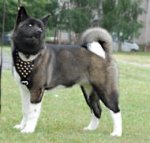 Studded Walking dog harness to fit Akita Inu