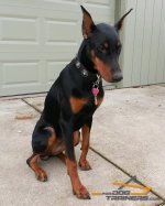 Gorgeous Meeka Shows off Her Elegant Leather Doberman Collar