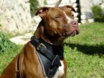 Classic Leather Dog Harness for Attack Training and Walking