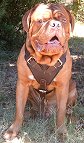 Agitation / Protection / Attack Leather Dog Harness Perfect For Your Mastiff H1