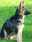 Kira wearing our All Weather Nylon Large Breed Dog Harness for Tracking/Pulling Designed to fit German Shepherd