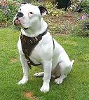 Agitation / Protection / Attack Leather Dog Harness Perfect For Your american bulldog H1_2