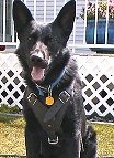 Agitation / Protection / Attack Leather Dog Harness - H1_5