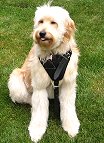 Agitation / Protection / Attack Leather Dog Harness Perfect For Your dog H1