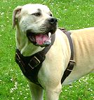 Agitation / Protection / Attack Leather Dog Harness Perfect For Your African Boerboel H1