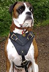 Perfect For Your Boxer H1Training Leather Dog Harness