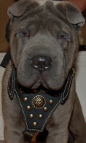 Achilles is so confident in Royal Dog Harness - Exclusive Design Studded Leather Harness - product code H11