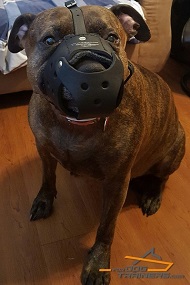 Dog is Ready for Training in Comfortable Padded Leather Muzzle