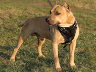 Adjustable Leather Dog Harness for Pitbull Agitation/Protection Work