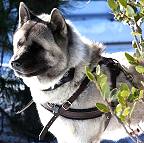 Kochece wearing our exclusive Tracking / Pulling / Agitation Leather Dog Harness For Akita H5