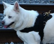 Isis adores new *All Weather Extra Strong Nylon Harness