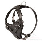 Alaskan Malamute walking Leather Dog Harness- Malamute harness