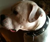 Dorrie is super good in Gorgeous Wide Leather Dog Collar - Fashion Exclusive Design - c73