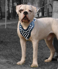 American Bulldog Spiked Dog Harness- Leather deluxe dog harness