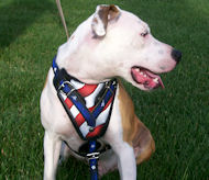 Handpainted Leather Dog Harness for Pitbull Agitation and Protection Training