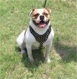 Baby Lonestar wearing our Spiked Walking dog harness made of leather And Created To Fit American Bulldog and similar breeds - pr