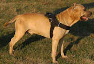 Nylon multi-purpose dog harness for tracking / pulling- Amstaff