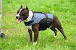 30% Discount - NEW 2017 All Season Extra Strong Nylon Vest Dog Harness for Amstaff- H13-Outdoor