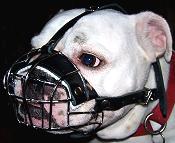 Annie wearing our exclusive Basket Wire Dog Muzzle Light For English Bulldog- R2 - M4light