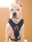 Exclusive Luxurious Handcrafted Padded Leather Dog Harness Perfect for your Argentine Dogo H10