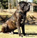 Armanno Di Lobaldo wearing our exclusive Exclusive Luxury Handcrafted Padded Leather Dog Harness Perfect for your Cane Corso