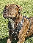 Spiked Walking dog harness made of leather And Created To Fit American-PitBull-Terrier and similar breeds - product code H9