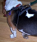 Agitation / Protection / Attack Leather Dog Harness - H1_4