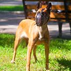 Training Leather Malinois Muzzle with Barbed Wire Painting