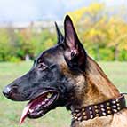 Leather Belgian Malinois collar with 3 spikes+3 old brass pyramids