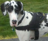 Bentley looks adorable in All Weather Extra Strong Nylon Harness - H6