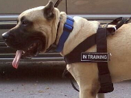 EGP Ken El Guerrero de K-Boltz and Isabella wearing Better control everyday all weather dog harness - H17