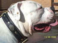 Boomer looks great in our Royal Nappa Padded Hand Made Leather Dog Collar - Fashion Exclusive Design - code C43