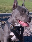 BOSS ZUES is courageous in Agitation / Protection / Attack Leather Dog Harness