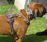 Boxer Barney wearing his new Tracking / Walking dog harness made of leather - H3