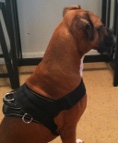 Zero looks fantastic in All Weather Extra Strong Nylon Harness